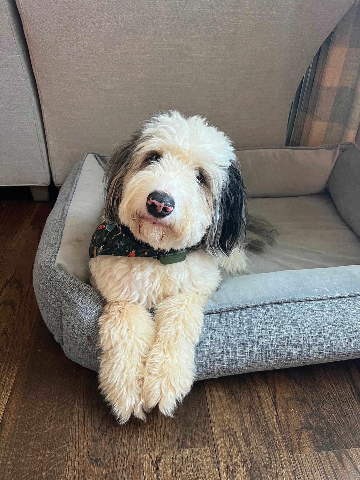 Bogey is registered to the contest to win money with this photo: dog, pet_bed, wooden_floor, fluffy, bandana, indoor, relaxed, cute, animal, mammal, fur, canine, domestic_animal, resting, comfort, home, looking_up, black_ears, cream_color, collar
