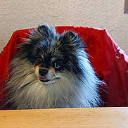 Bowie a rejoint le concours — aidez-le/la à gagner de superbes lots ! dog, pomeranian, fluffy, indoor, red_jacket, wooden_table, pet, animal, cute, face, fur, sitting, window, wall, expression, small_dog, domestic_animal, cozy, portrait, companion
