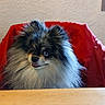 dog, pomeranian, fluffy, indoor, red_jacket, wooden_table, pet, animal, cute, face, fur, sitting, window, wall, expression, small_dog, domestic_animal, cozy, portrait, companion