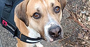 Jack a rejoint le concours — aidez-le/la à gagner de superbes lots ! dog, canine, pet, animal, brown_dog, white_markings, floppy_ears, brown_eyes, looking_up, harness, leash, outdoor, asphalt, path, ground, twigs, leaves, park, portrait, cute