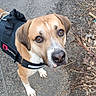dog, canine, pet, animal, brown_dog, white_markings, floppy_ears, brown_eyes, looking_up, harness, leash, outdoor, asphalt, path, ground, twigs, leaves, park, portrait, cute
