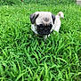 puppy, dog, pug, grass, greenery, outdoor, flowers, pet, young, animal, small, cute, nature, lawn, canine, fur, ears, tail, snout, walking
