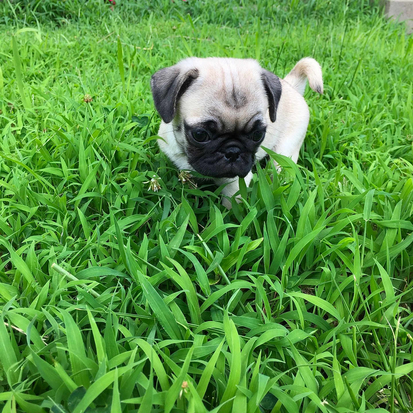 Lola is registered to the contest to win money with this photo: animal, canine, cute, dog, ears, flowers, fur, grass, greenery, lawn, nature, outdoor, pet, pug, puppy, small, snout, tail, walking, young