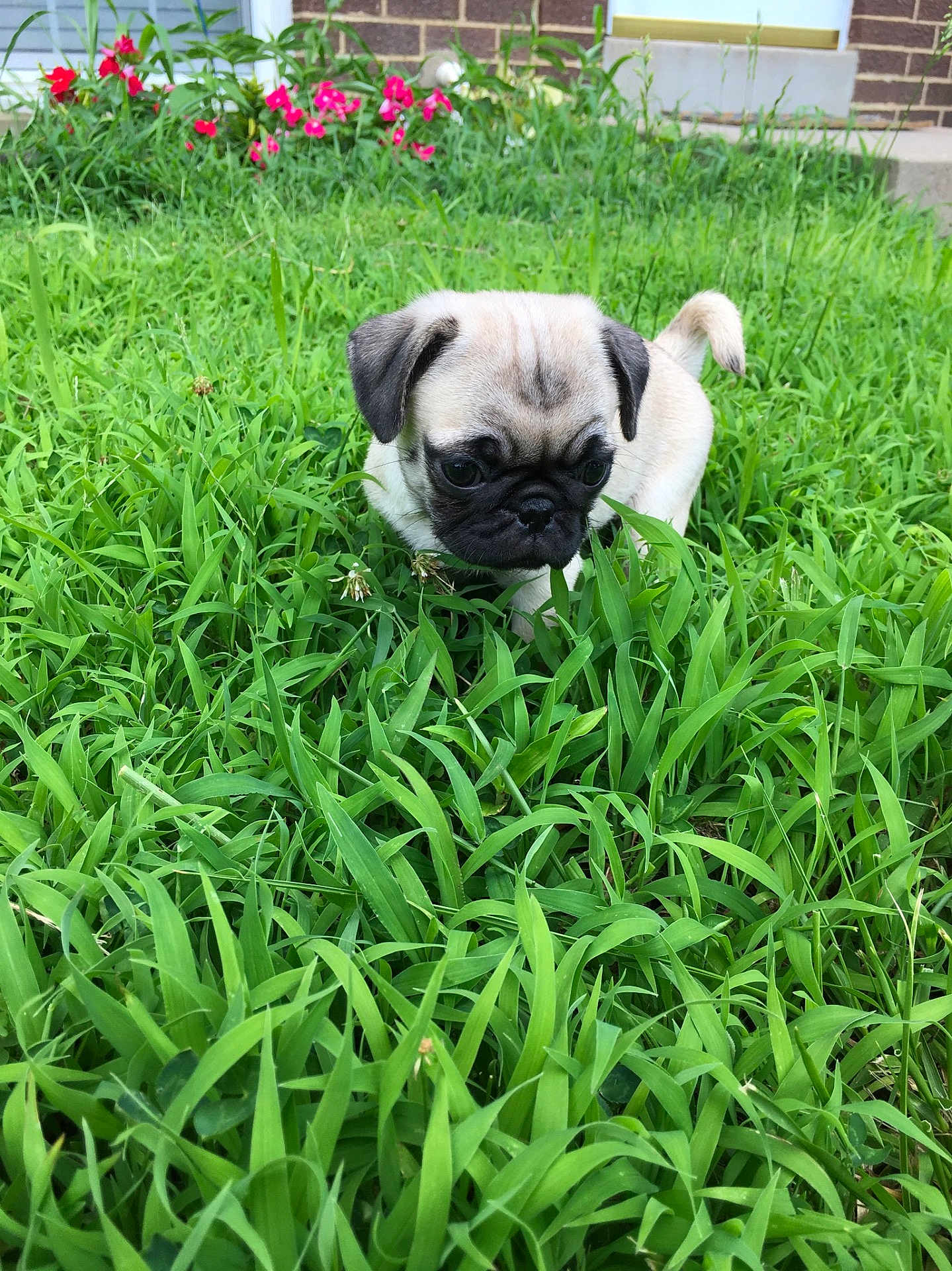 Lola is registered to the contest to win money with this photo: puppy, dog, pug, grass, greenery, outdoor, flowers, pet, young, animal, small, cute, nature, lawn, canine, fur, ears, tail, snout, walking
