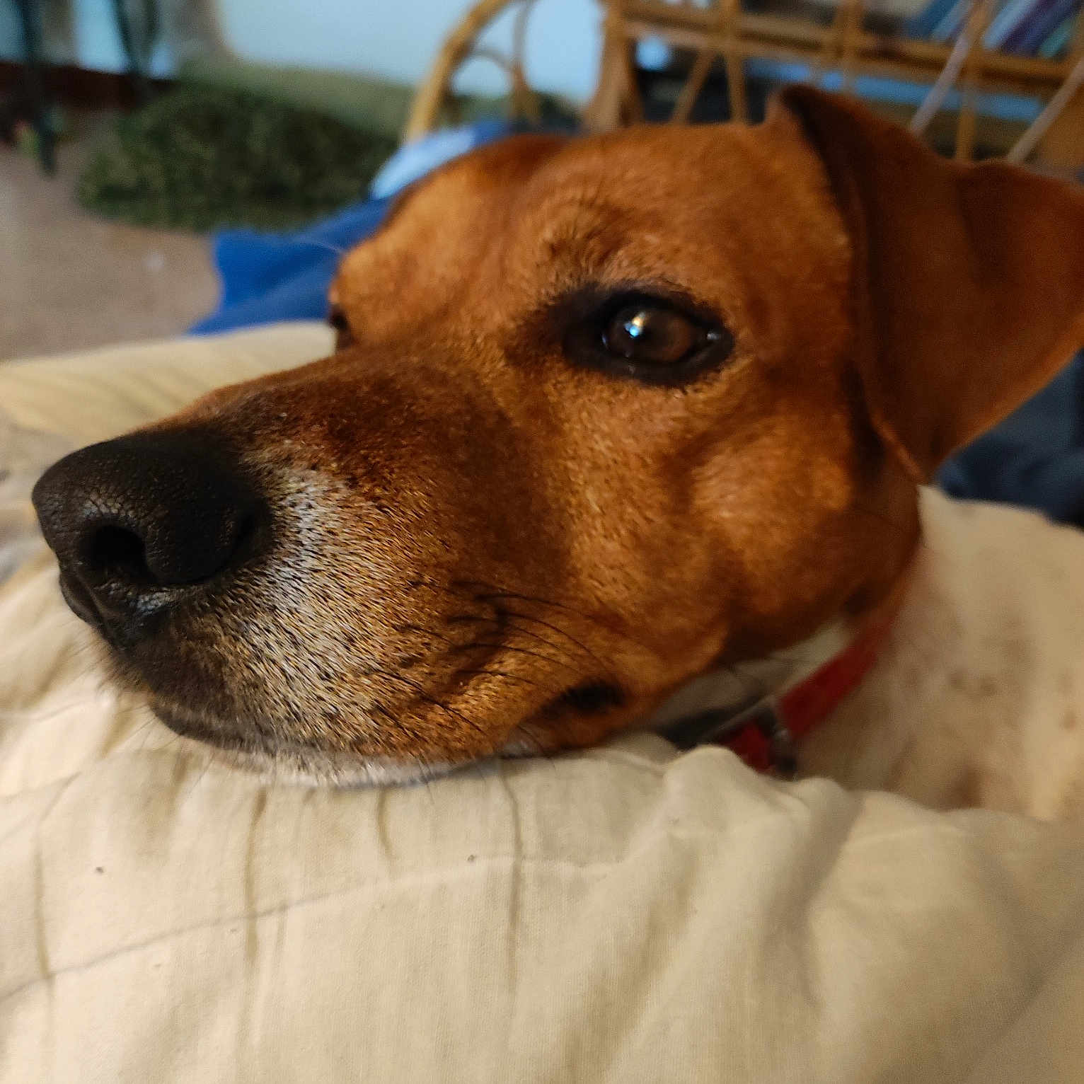 Obélix