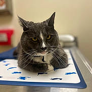 Keeko is registered to the contest to win money with this photo: animal, blue_cat_silhouettes, blurred_background, calm, cat, closeup, collar, domestic_cat, feline, gray_cat, indoor, mat, metal_table, pet, portrait, resting, veterinary_clinic, whiskers, white_paws, yellow_eyes
