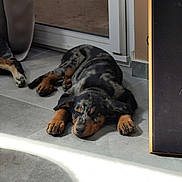 Bella a rejoint le concours — aidez-le/la à gagner de superbes lots ! puppy, dog, sleeping, merle_coat, indoor, tile_floor, sunlight, door, resting, animal, pet, canine, paw, fur, relaxed, young_dog, house, shadow, quiet, companion