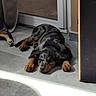 puppy, dog, sleeping, merle_coat, indoor, tile_floor, sunlight, door, resting, animal, pet, canine, paw, fur, relaxed, young_dog, house, shadow, quiet, companion