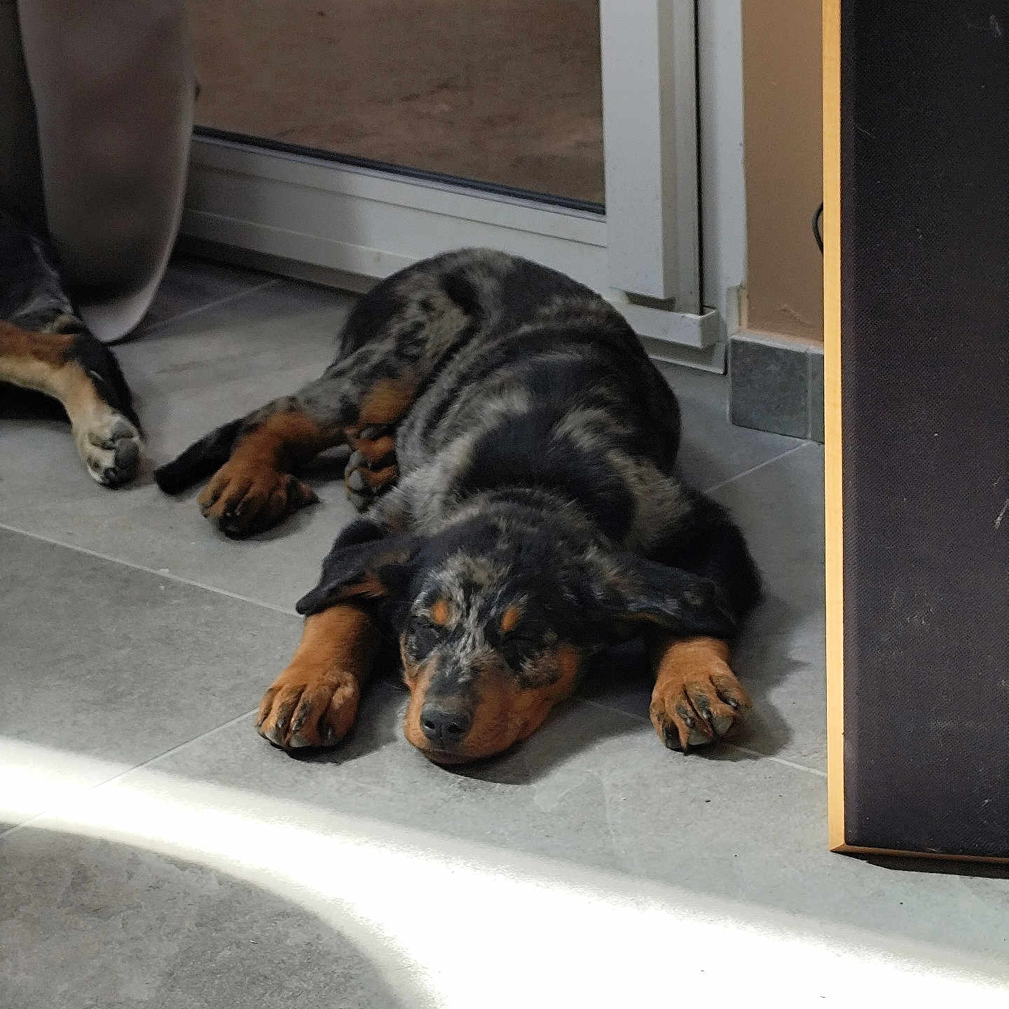 Bella a rejoint le concours — aidez-le/la à gagner de superbes lots ! puppy, dog, sleeping, merle_coat, indoor, tile_floor, sunlight, door, resting, animal, pet, canine, paw, fur, relaxed, young_dog, house, shadow, quiet, companion