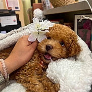Koko Daisy joined the competition — help win amazing prizes! dog, puppy, curly_fur, brown, blanket, hand, flower, indoor, cozy, cute, pet, fur, collar, happy, snuggling, soft, eyes, mouth, resting, warm