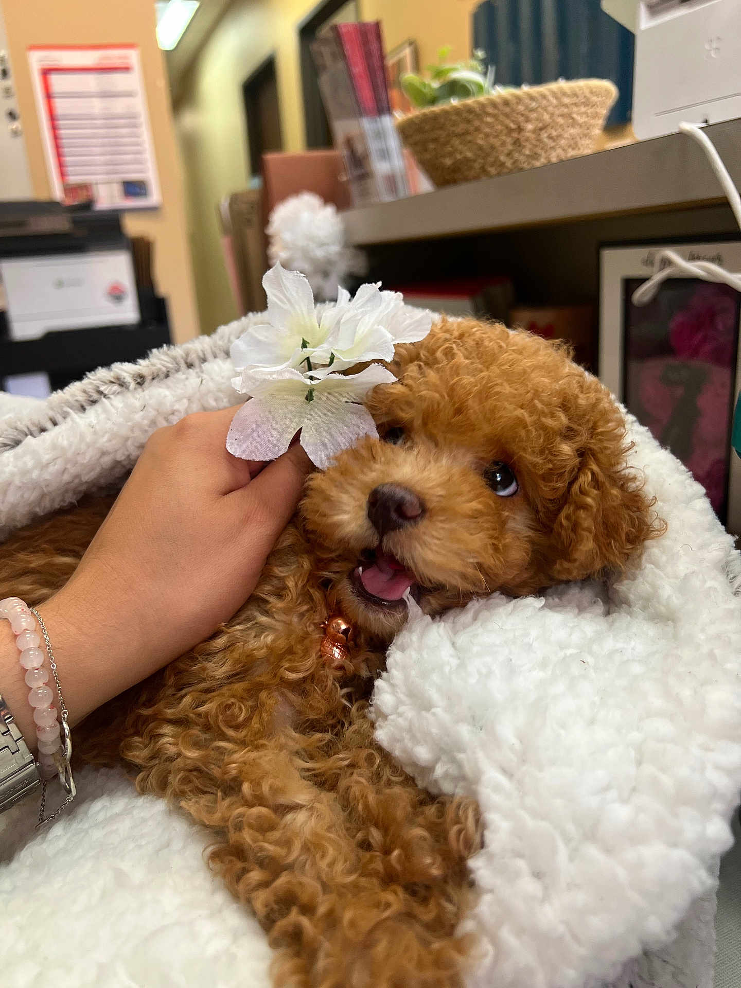 Koko Daisy