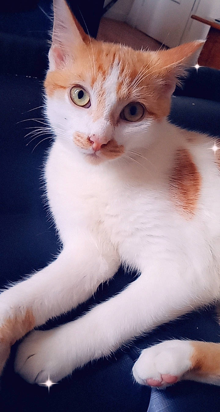 Blacky a rejoint le concours — aidez-le/la à gagner de superbes lots ! aegean_cat, american_wirehair, arabian_mau, asian, burmilla, carnivore, cat, domestic_short_haired_cat, eye, felidae, german_rex, javanese, kitten, mammal, singapura, small_to_medium_sized_cats, snout, turkish_van, vertebrate, whiskers