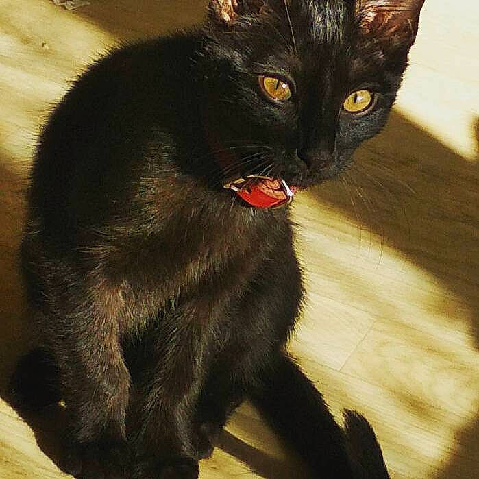 Masha participe au concours pour gagner de l'argent avec cette photo : asian, black_cat, bombay, burmese, carnivore, cat, claw, domestic_short_haired_cat, eye, felidae, fur, havana_brown, javanese, mammal, small_to_medium_sized_cats, snout, tail, vertebrate, whiskers