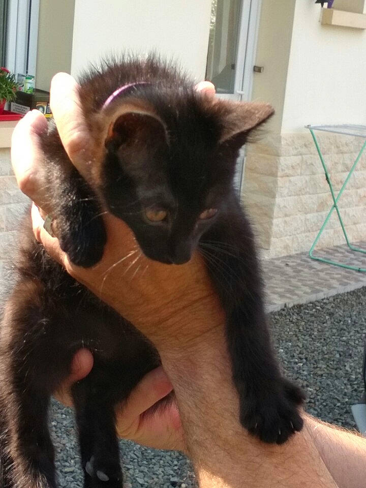 Masha a rejoint le concours — aidez-le/la à gagner de superbes lots ! asian, black_cat, bombay, carnivore, cat, claw, felidae, javanese, kitten, mammal, oriental_longhair, polydactyl_cat, small_to_medium_sized_cats, tail, vertebrate, whiskers