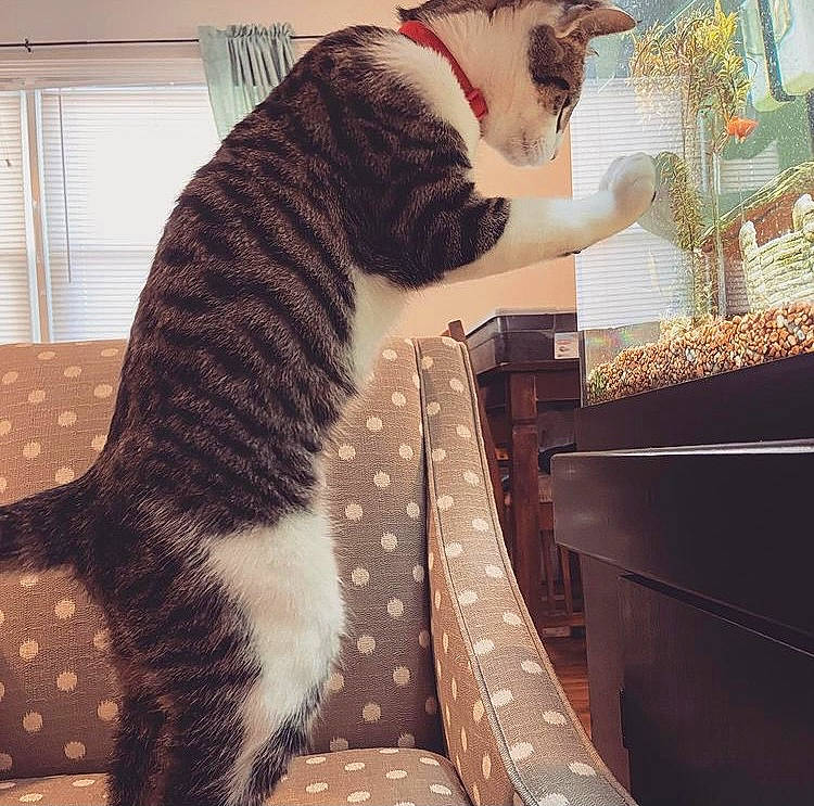 Lupo is registered to the contest to win money with this photo: carnivore, cat, comfort, domestic_short_haired_cat, felidae, flooring, fur, human_leg, interior_design, linens, metal, pattern, paw, room, sitting, small_to_medium_sized_cats, stairs, tail, whiskers, window