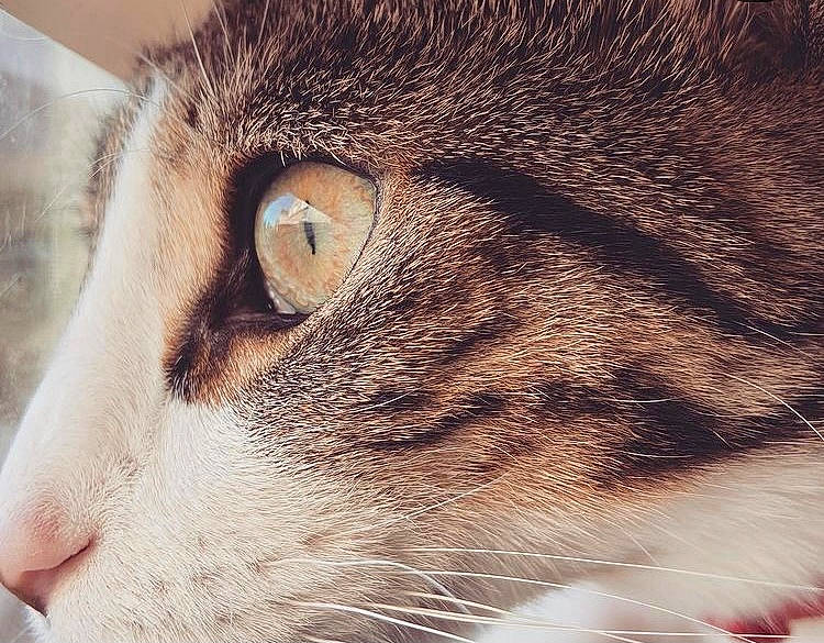 Lupo joined the competition — help win amazing prizes! carnivore, cat, domestic_short_haired_cat, felidae, fur, mammal, paw, small_to_medium_sized_cats, snout, square, tail, vertebrate, whiskers, wildlife