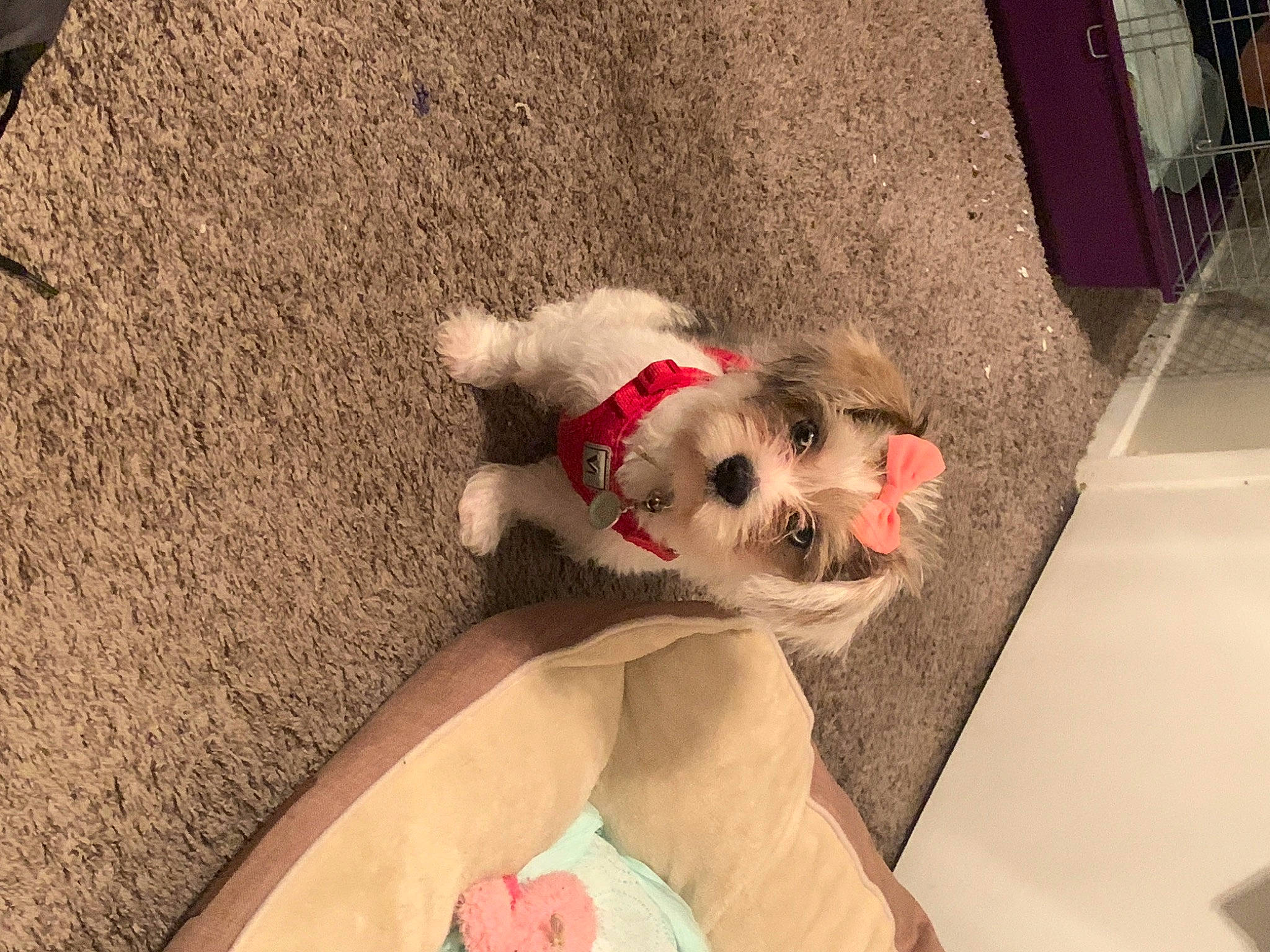 April is registered to the contest to win money with this photo: canidae, carnivore, cavachon, cockapoo, companion_dog, dog, dog_breed, dog_clothes, fawn, havanese, lhasa_apso, mammal, morkie, non_sporting_group, puppy, puppy_love, schnoodle, shih_tzu, sporting_group, toy_dog