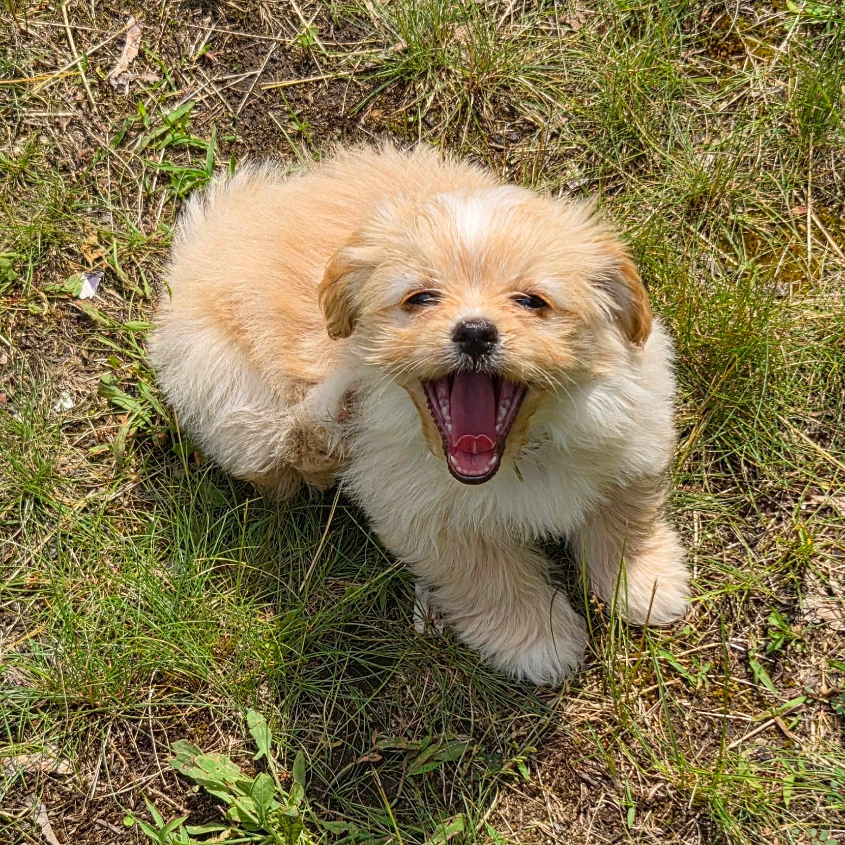 Pip