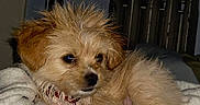 Pip is registered to the contest to win money with this photo: dog, puppy, wet_fur, fluffy, blanket, indoor, pet, cozy, resting, fur, collar, small_dog, cute, animal, relaxed, bedroom, domestic_animal, canine, fur_texture, young_dog