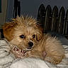 dog, puppy, wet_fur, fluffy, blanket, indoor, pet, cozy, resting, fur, collar, small_dog, cute, animal, relaxed, bedroom, domestic_animal, canine, fur_texture, young_dog