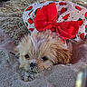 Pip is registered to the contest to win money with this photo: dog, puppy, sand, beach, cute, bow, clothing, strawberry_pattern, fur, animal, pet, outdoor, small_dog, face, resting, closeup, adorable, fluffy, lying_down, nature