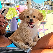Pip is registered to the contest to win money with this photo: puppy, dog, beach, sunny, outdoor, person, hand, rings, phone, laptop, chair, grass, sand, water_bottle, blue_sky, buildings, smiling, cute, summer, vacation