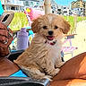 puppy, dog, beach, sunny, outdoor, person, hand, rings, phone, laptop, chair, grass, sand, water_bottle, blue_sky, buildings, smiling, cute, summer, vacation