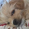 Pip is registered to the contest to win money with this photo: dog, close_up, sleepy, fluffy, fur, resting, blanket, fabric, cozy, cute, pet, animal, nostalgic, warm, soft_texture, holiday_theme, decorations, indoor, relaxed, face