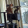 cat, orange_cat, tabby_cat, cat_tree, window, vertical_blinds, indoor, pet, animal, furniture, living_room, natural_light, curtains, domestic_cat, kitten, play_structure, wood_floor, cushion, chair, house