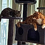 cat, tabby_cat, orange_cat, cat_tree, indoor, window, vertical_blinds, furniture, pet, animal, curious, relaxed, fur, whiskers, paws, lounging, platform, cubed_hut, daylight, home