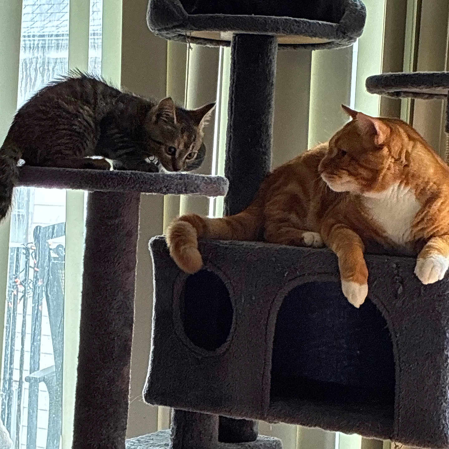 Simba is registered to the contest to win money with this photo: animal, cat, cat_tree, cubed_hut, curious, daylight, fur, furniture, home, indoor, lounging, orange_cat, paws, pet, platform, relaxed, tabby_cat, vertical_blinds, whiskers, window