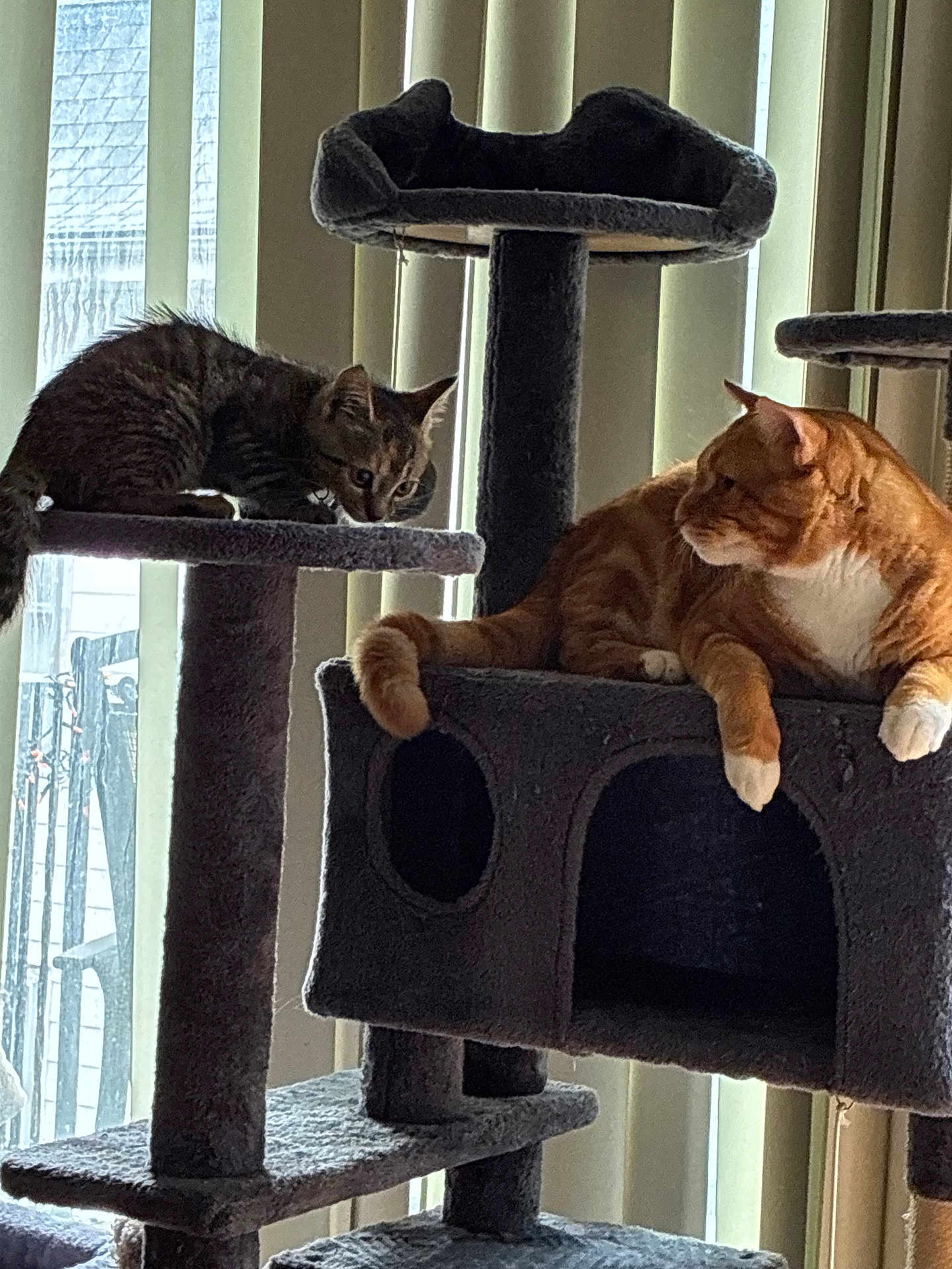 Simba