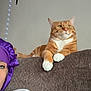 Simba is registered to the contest to win money with this photo: cat, orange_tabby, white_paws, couch, sofa, person, purple_bonnet, white_shirt, indoor, relaxed, pet, feline, looking_away, home, cozy, string_lights, wall, resting, animal, domestic