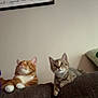 Simba is registered to the contest to win money with this photo: cat, cats, orange_cat, tabby_cat, couch, furniture, indoor, pet, animal, curious, alert, looking_up, two_animals, living_room, wall_art, cozy, domestic, mammal, companions, resting