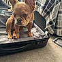 Bear joined the competition — help win amazing prizes! puppy, dog, pet, suitcase, carpet, indoor, blanket, plaid, curious, ears, small_dog, brown_dog, floor, furniture, clothing, zipper, handle, close_up, cute, young_dog