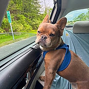 Bear is registered to the contest to win money with this photo: dog, car, blue_harness, window, greenery, road, seat, interior, pet, canine, side_view, leather, door_handle, nature, travel, animal, portrait, expression, young_dog, daytime