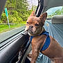 dog, car, blue_harness, window, greenery, road, seat, interior, pet, canine, side_view, leather, door_handle, nature, travel, animal, portrait, expression, young_dog, daytime
