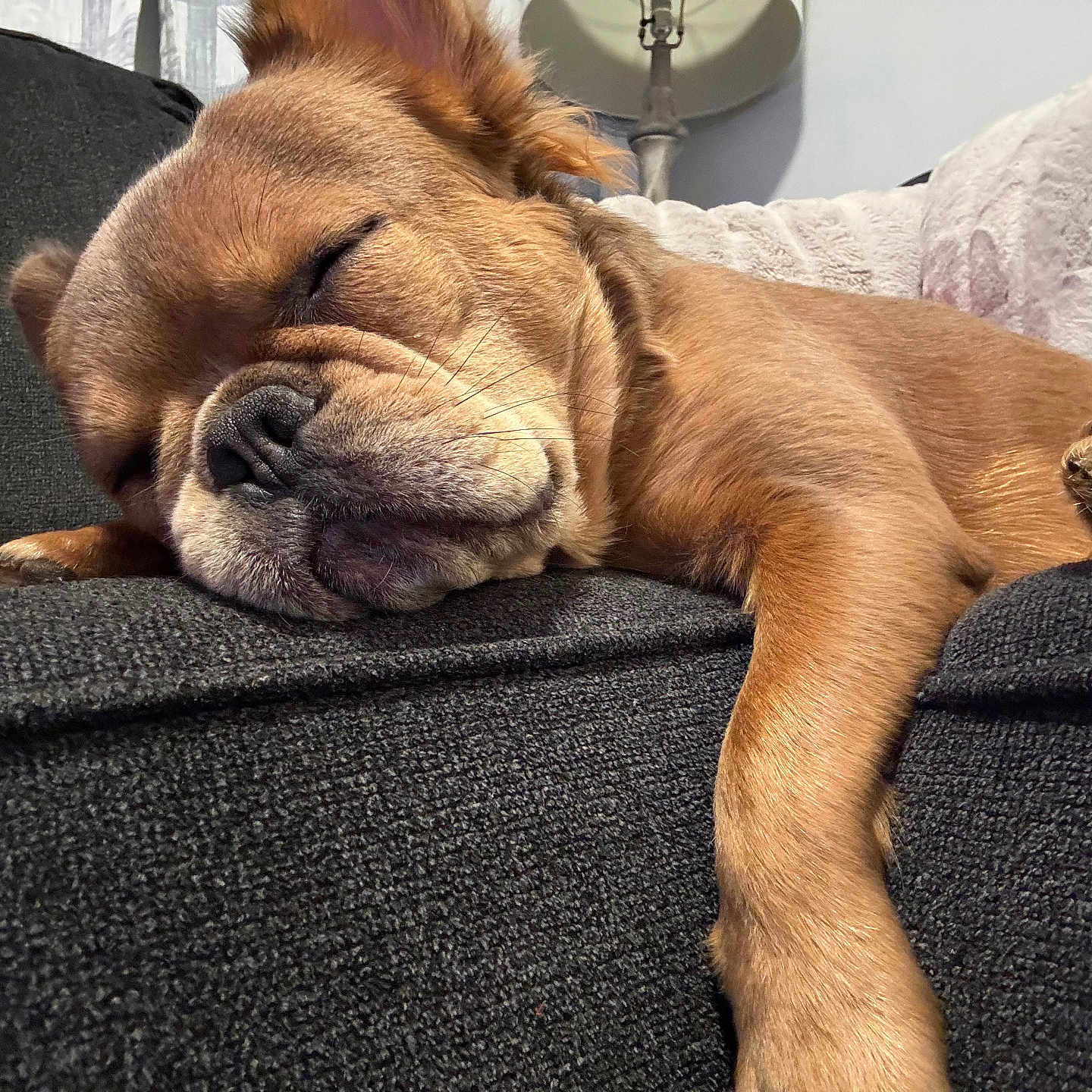 Bear joined the competition — help win amazing prizes! animal, brown_dog, canine, closeup, comfortable, couch, cozy, dog, fur, furniture, home, indoor, lamp, napping, paw, pet, relaxed, resting, sleeping, soft_cushion