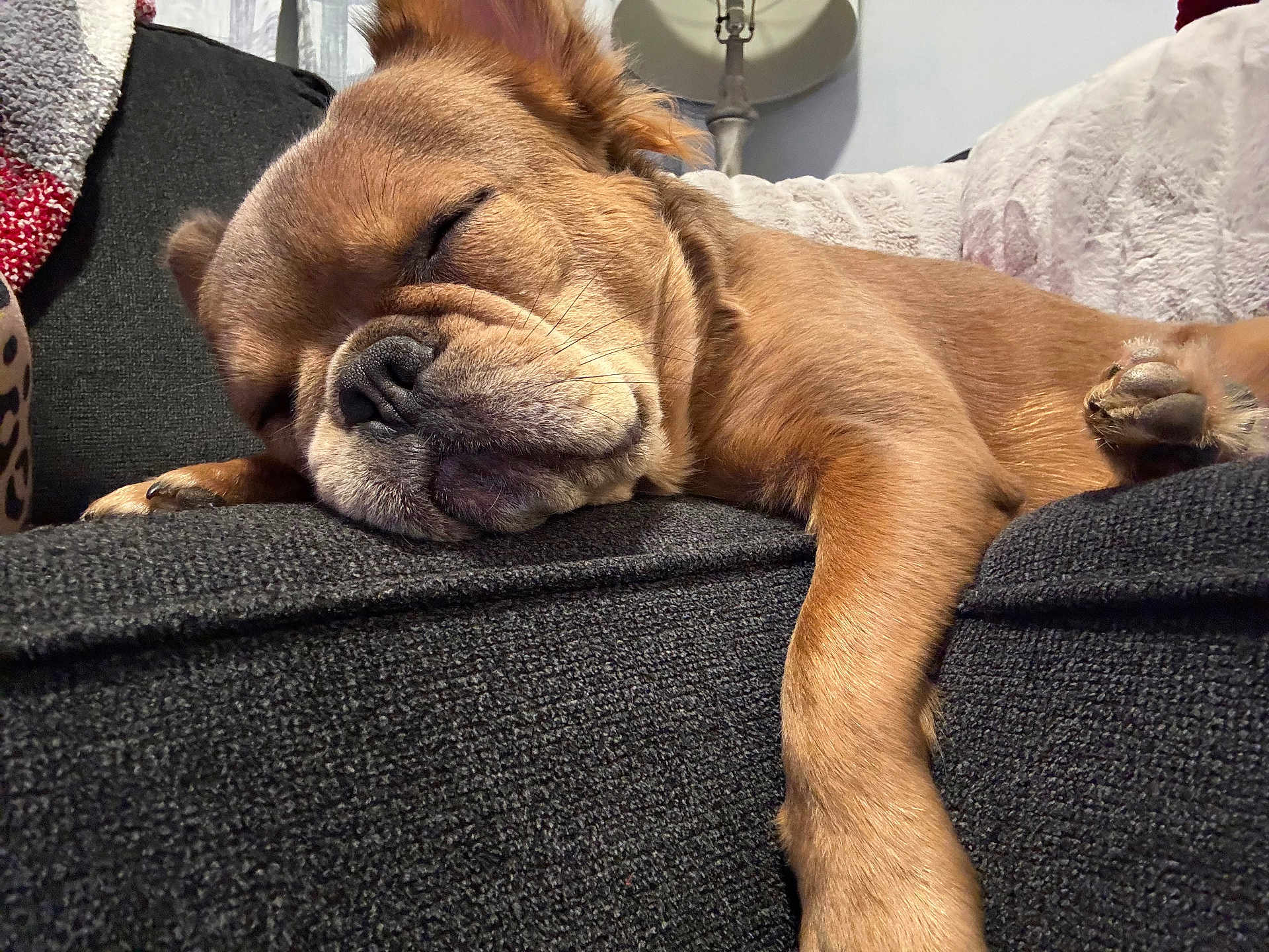 Bear joined the competition — help win amazing prizes! dog, sleeping, brown_dog, couch, indoor, cozy, paw, pet, fur, relaxed, resting, closeup, canine, home, lamp, soft_cushion, napping, comfortable, animal, furniture