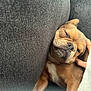 Bear is registered to the contest to win money with this photo: dog, puppy, sleeping, couch, brown_fur, white_chest, cozy, pet, relaxed, indoor, hand, scratching, cute, face, snug, resting, animal, fur, companion, comfort