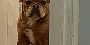 Bear joined the competition — help win amazing prizes! dog, brown_dog, pet, indoor, carpet, baby_gate, wall, floor, canine, guarding, home, animal, ears, sitting, looking, paw, fence, curious, quiet, household