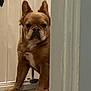 dog, brown_dog, pet, indoor, carpet, baby_gate, wall, floor, canine, guarding, home, animal, ears, sitting, looking, paw, fence, curious, quiet, household