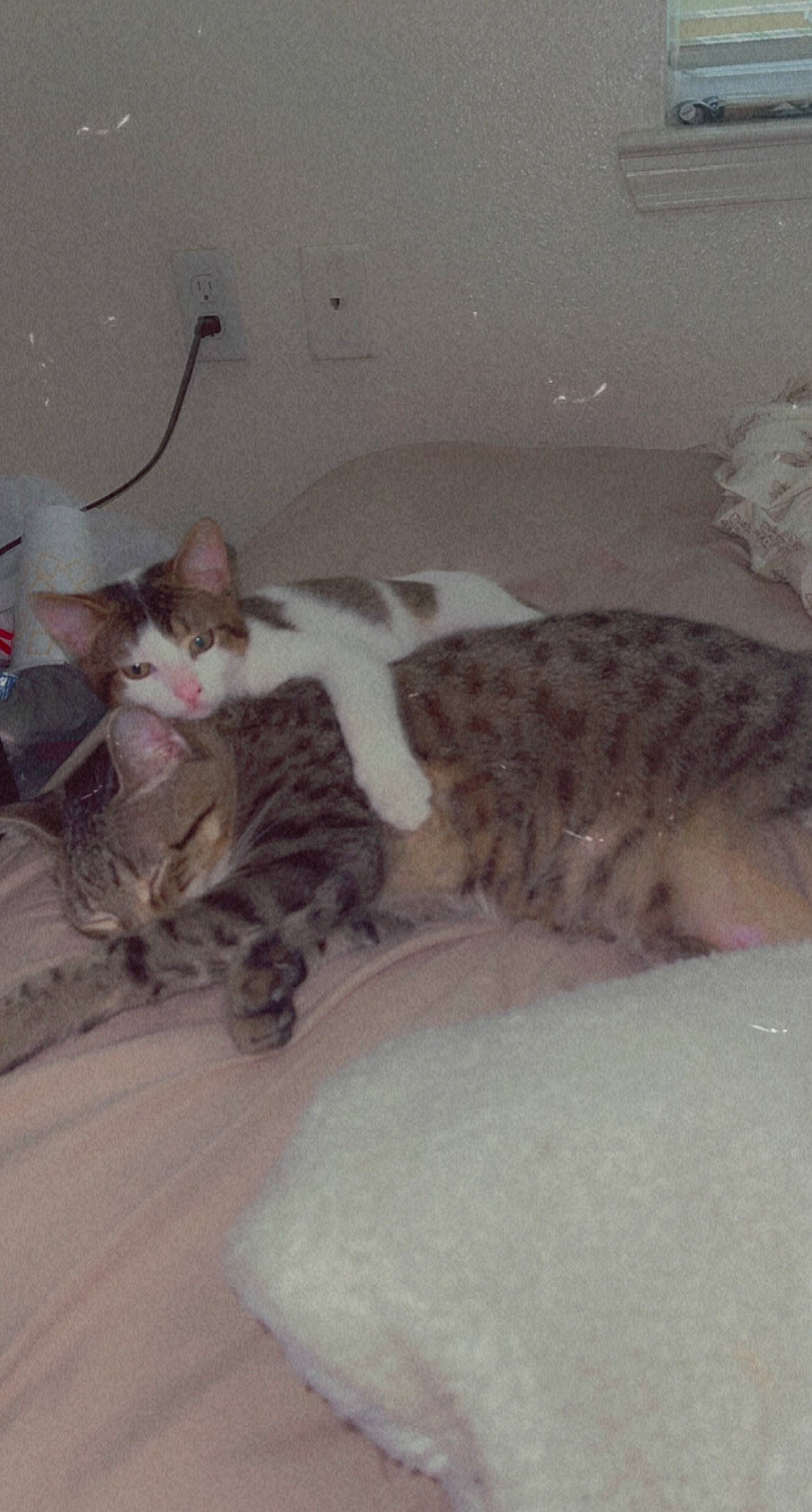 Asher is registered to the contest to win money with this photo: bed, carnivore, cat, cat_bed, claw, comfort, couch, domestic_short_haired_cat, felidae, fur, grey, nap, paw, room, sleep, small_to_medium_sized_cats, tail, terrestrial_animal, whiskers