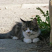 Jägger a rejoint le concours — aidez-le/la à gagner de superbes lots !