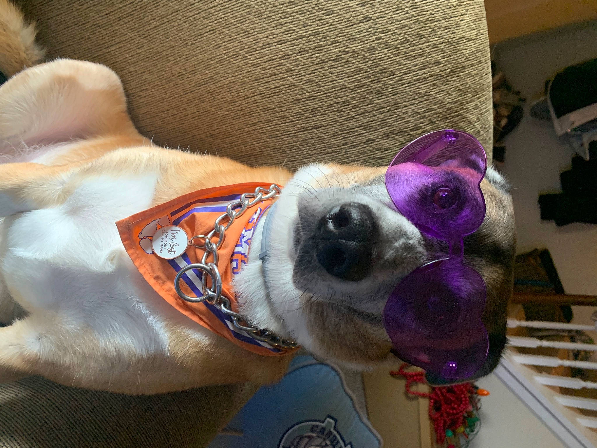 Sven joined the competition — help win amazing prizes! carnivore, collar, comfort, companion_dog, couch, dog, dog_breed, dog_clothes, dog_collar, dog_supply, ear, fawn, fur, purple, snout, sporting_group, stuffed_toy, toy, whiskers, working_animal