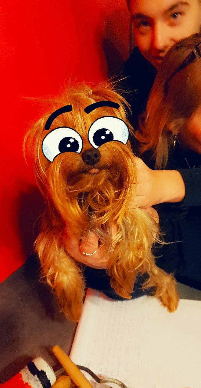 Moly participe au concours pour gagner de l'argent avec cette photo : canidae, carnivore, companion_dog, dog, dog_breed, fawn, glasses, person, small_terrier, snout, terrier, toy_dog, yorkshire_terrier