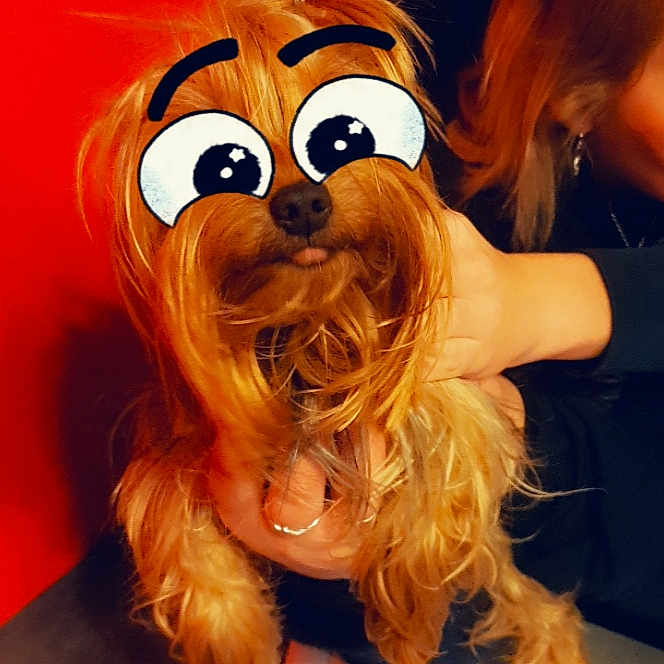 Moly participe au concours pour gagner de l'argent avec cette photo : canidae, carnivore, companion_dog, dog, dog_breed, fawn, glasses, person, small_terrier, snout, terrier, toy_dog, yorkshire_terrier