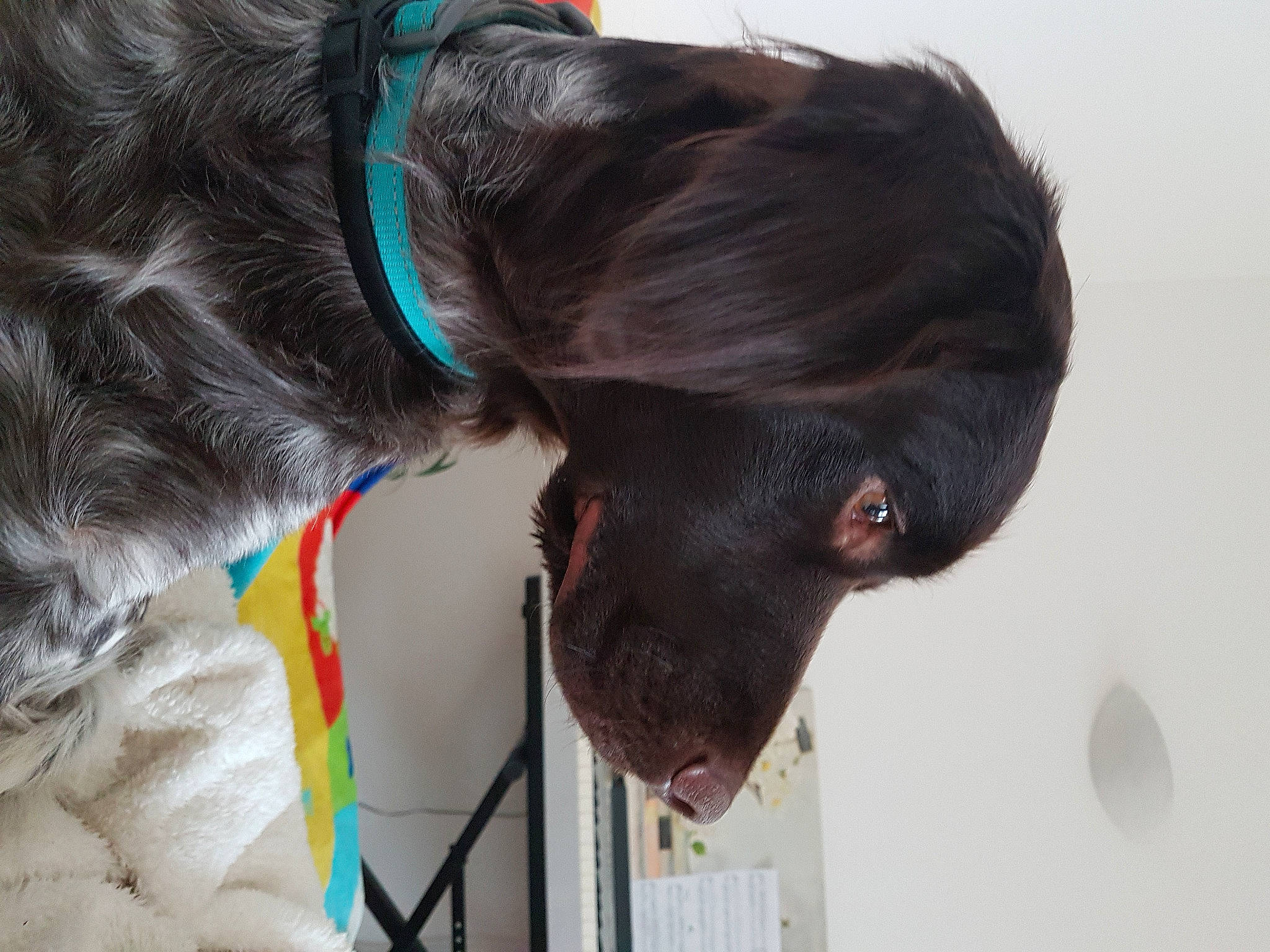 Twix participe au concours pour gagner de l'argent avec cette photo : canidae, carnivore, collar, companion_dog, dog, dog_breed, dog_collar, dog_supply, ear, electric_blue, fashion_accessory, fur, gun_dog, leash, liver, pet_supply, sporting_group, whiskers, working_animal, working_dog