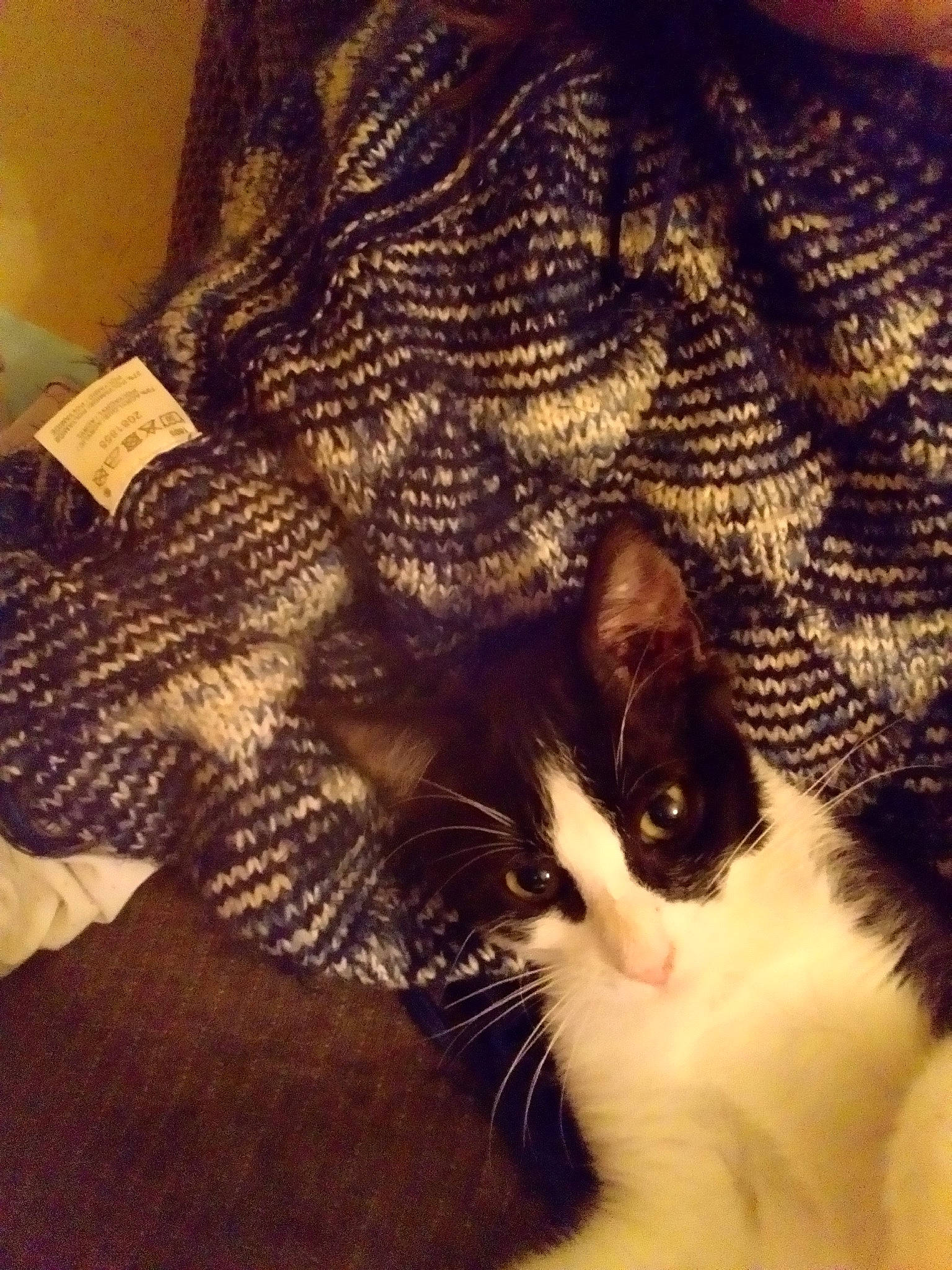 Pépin a rejoint le concours — aidez-le/la à gagner de superbes lots ! aegean_cat, american_shorthair, asian, carnivore, cat, domestic_short_haired_cat, european_shorthair, fawn, felidae, fur, kitten, long_hair, norwegian_forest_cat, paw, polydactyl_cat, small_to_medium_sized_cats, tail, whiskers