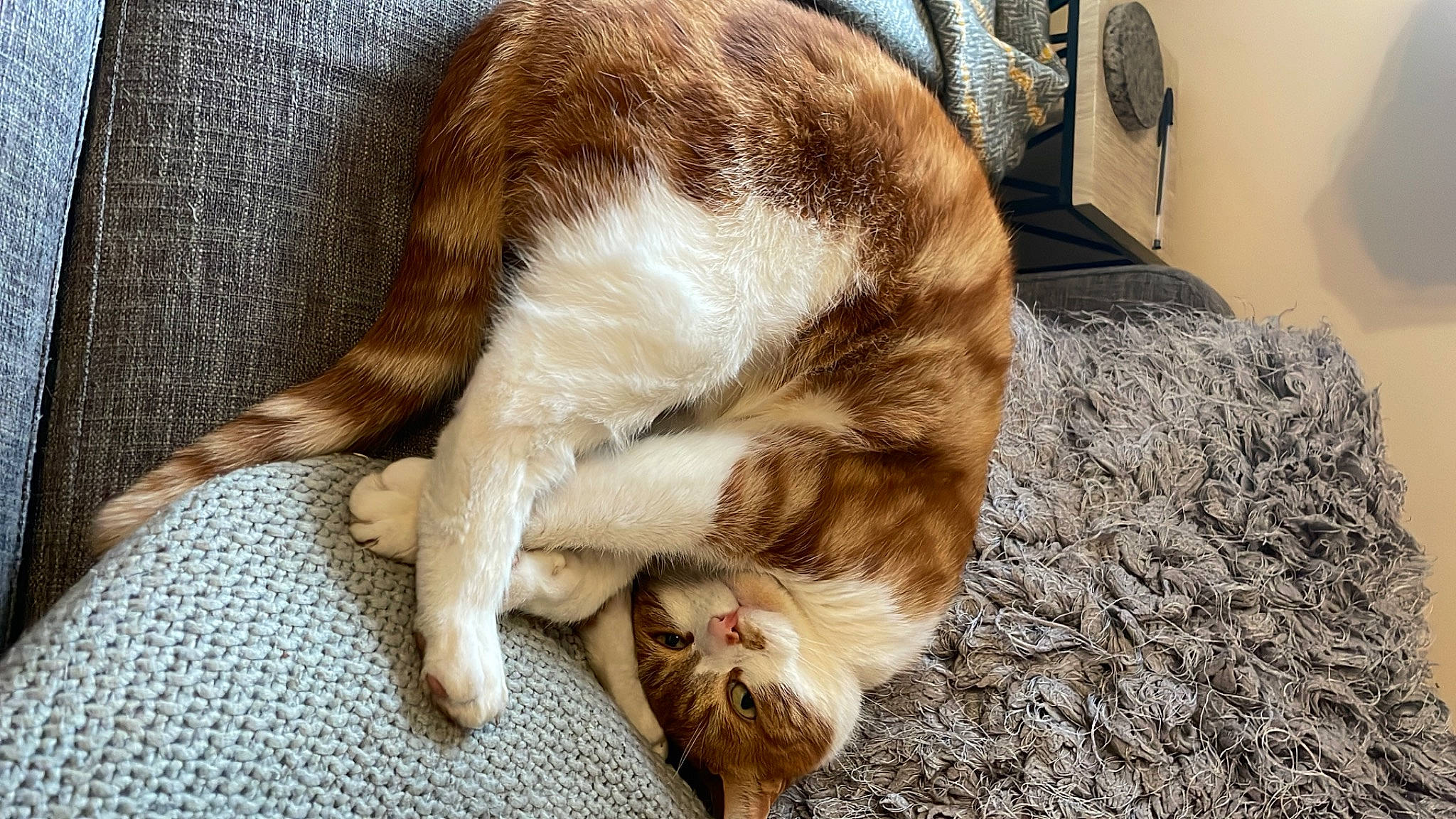 Saxon joined the competition — help win amazing prizes! carnivore, cat, claw, comfort, companion_dog, dog_breed, domestic_short_haired_cat, felidae, fur, nap, paw, small_to_medium_sized_cats, tail, terrestrial_animal, whiskers, wood